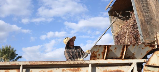 A farmer wearing a sunhat rakes hay out of a truck.
