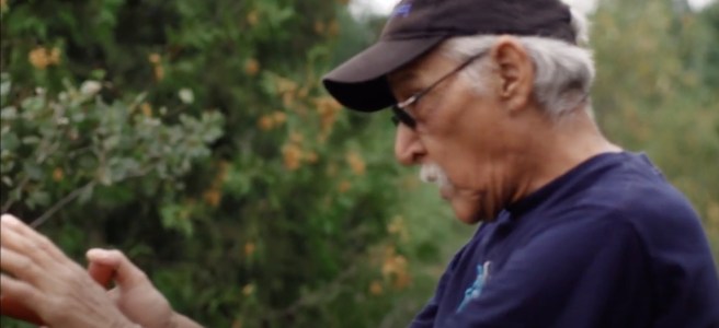 The side profile of an older gentleman wearing a hat and sunglasses and trimming a bush.