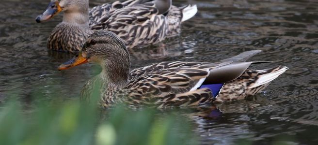 Two ducks floating in a body of water.