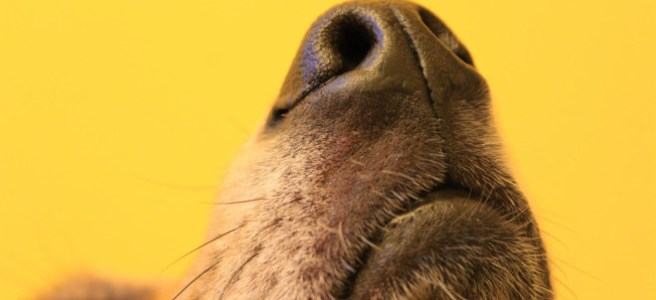 A brown dog's nose pointed upward against a yellow background.